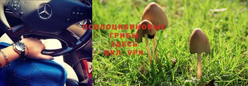 где найти   Курлово  Галлюциногенные грибы Cubensis 